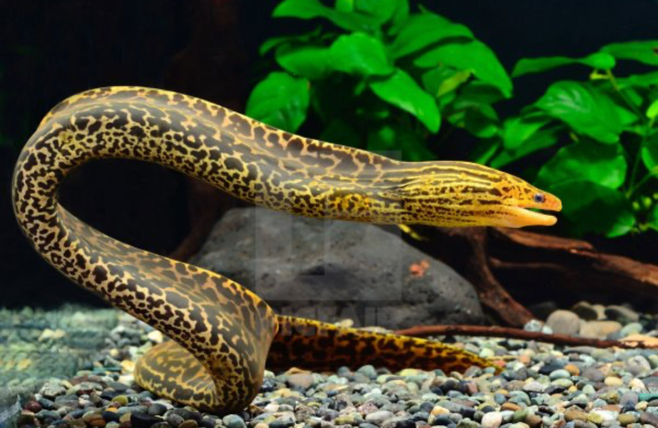 Freshwater Tiger Moray Eel 12”