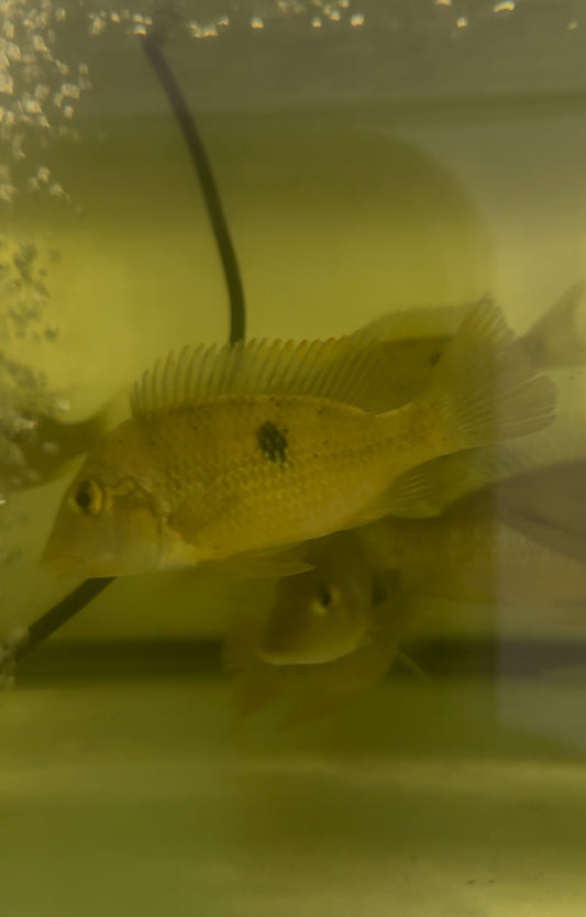 Yellowhead Pellegrini Geophagus 4”