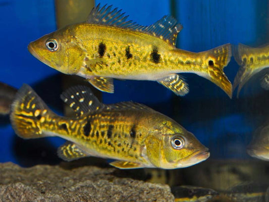 Spider Kelberi Bass 3”