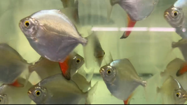Red Hook Silver Dollar Fish – Peaceful Freshwater Aquarium Species – Rob's Aquatics Fish Shop