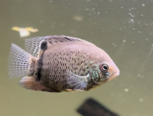 2-3” Green Severum