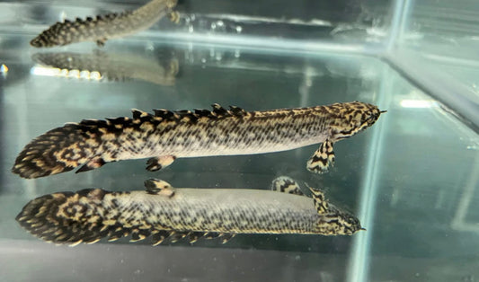 Ornate Bichir 2”