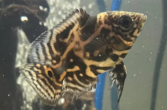 Tiger Oscar’s 2”