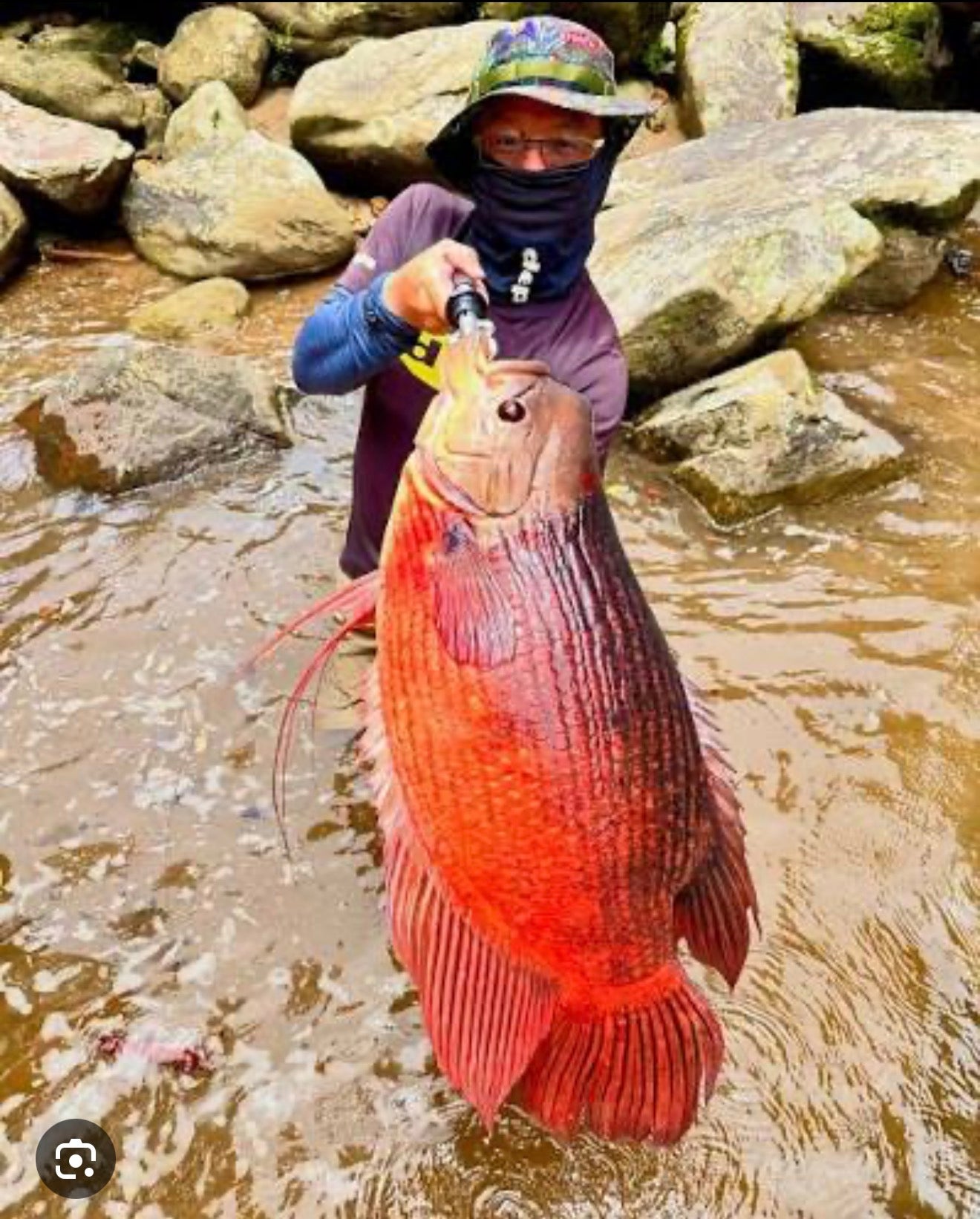 Giant Red Kaloi Gourami 4-5 inch red gourami freshwater aquarium fish full size