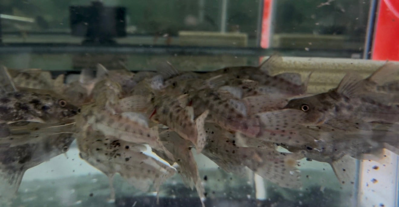 Giraffe catfish bottom dwelling aquarium fish