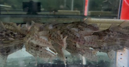 Giraffe catfish bottom dwelling aquarium fish