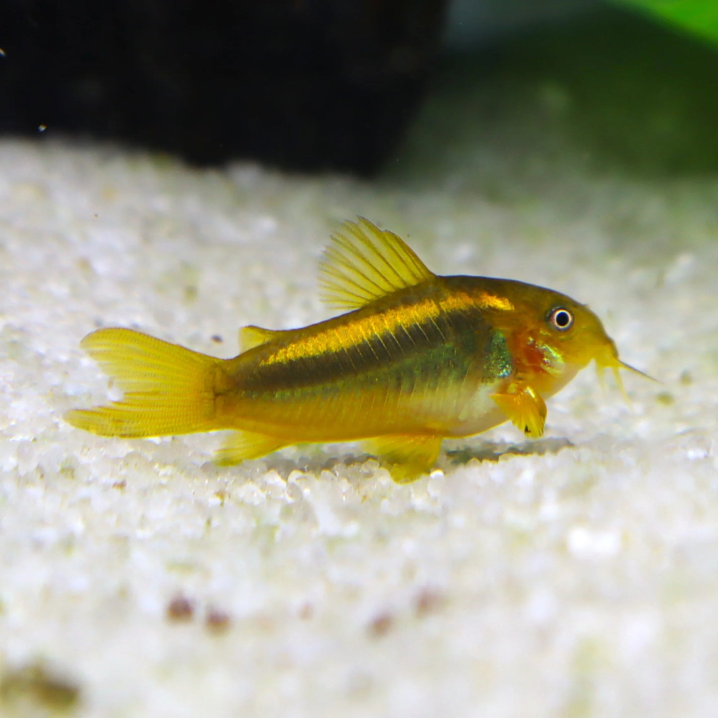 Gold Laser Corydoras CW010 bright gold stripe bottom feeder aquarium fish