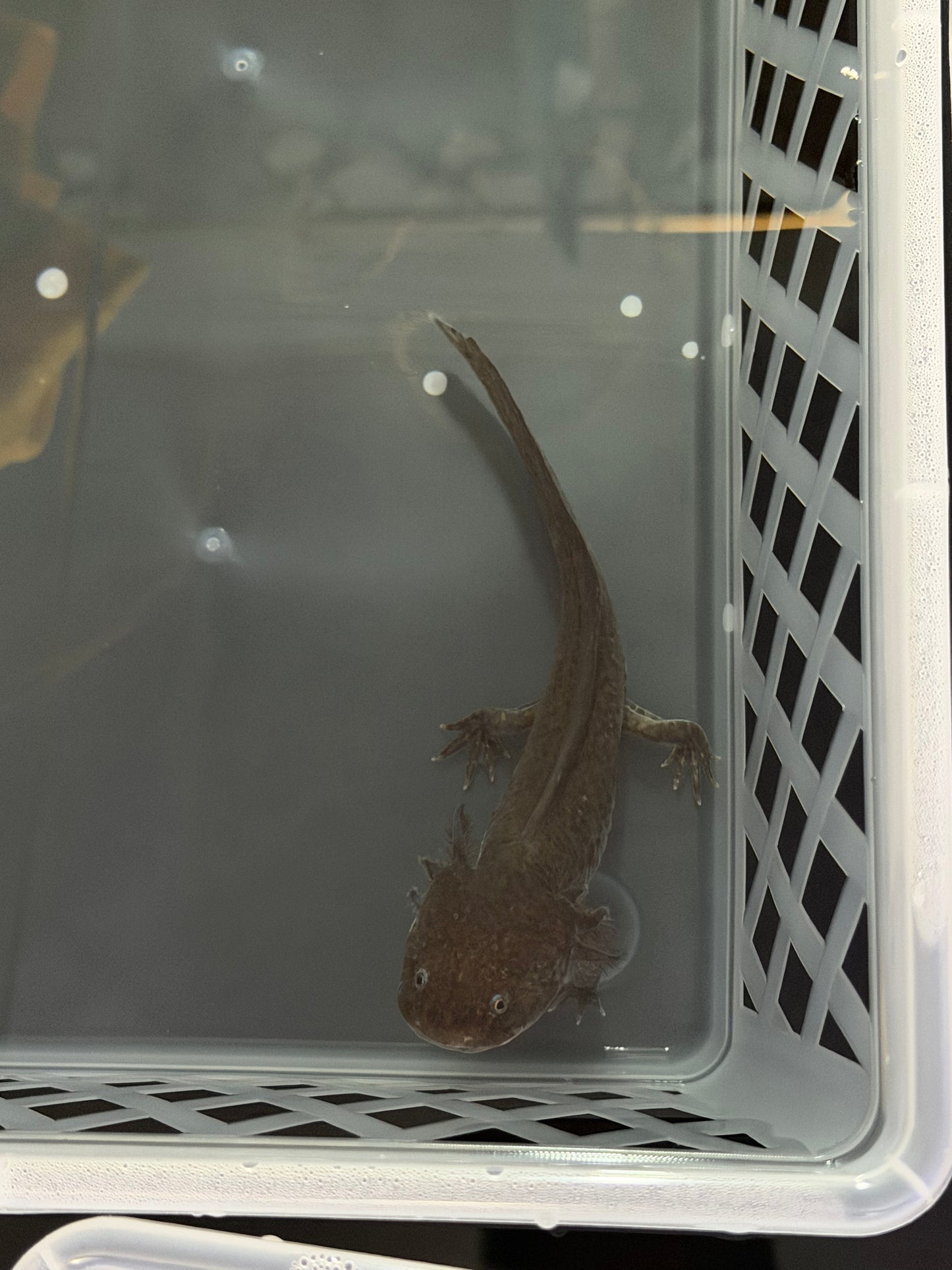 Black Axolotl (Melanoid) – 4–5"
