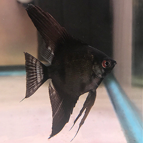 Black Veiltail Angelfish