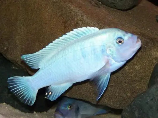 Pearl Zebra 3”