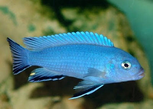 Blue Cobalt 4-5”