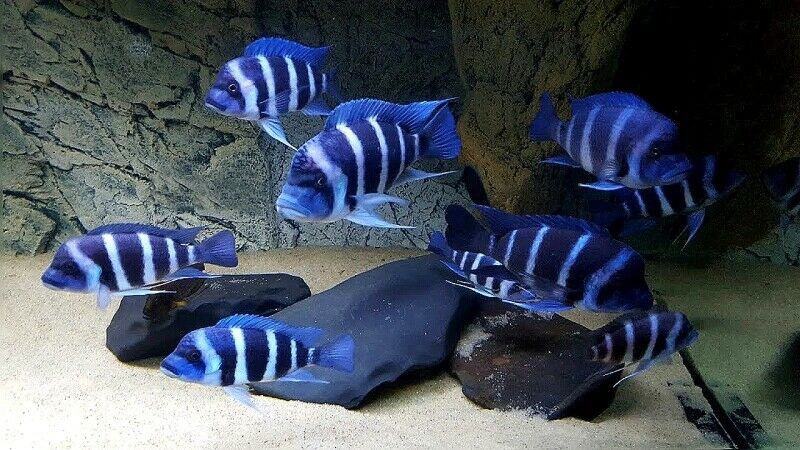 Zaire Blue Frontosas 4”
