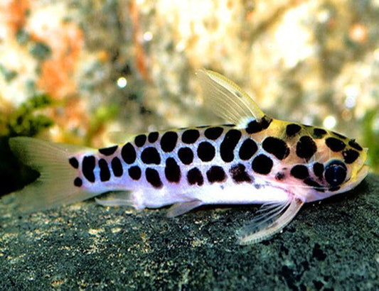 5 pack Honeycomb Tatia Catfish