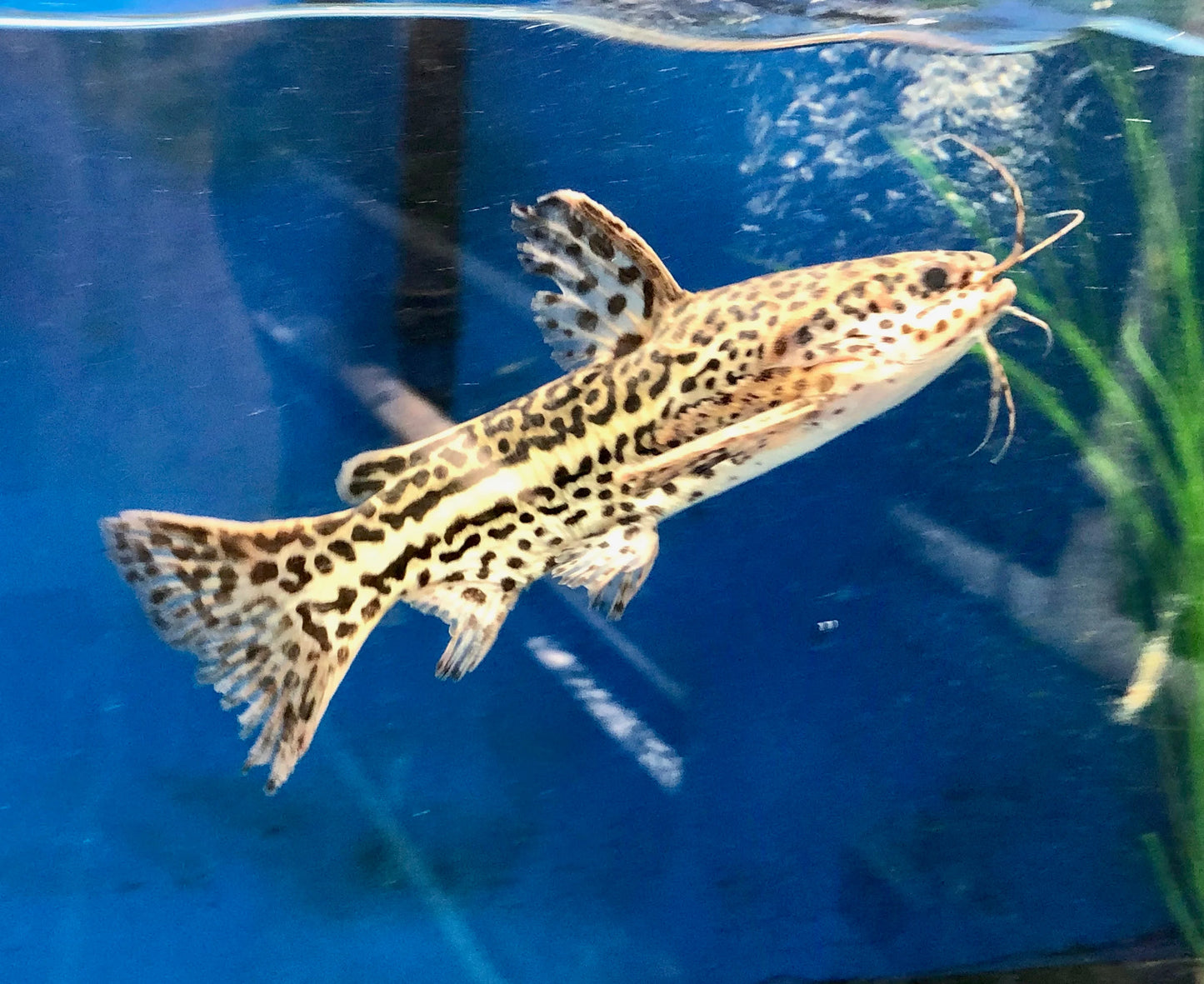 Hammerhead Catfish
