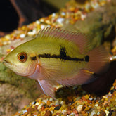 Products – Rob's Aquatics Fish Shop