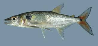 Silver Barracuda