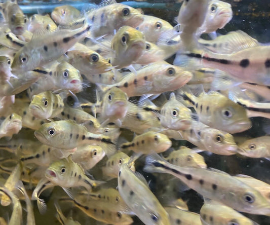 3” 24k Golden Kelberi Peacock Bass