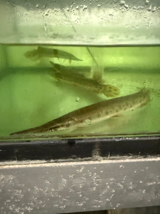 6-7” Florida Gar