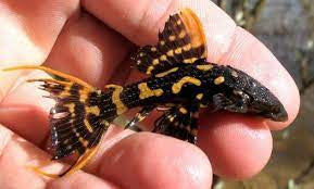 L-273 Titanic Super Red Pleco 2.5-2.75”