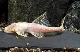 3-4” Albino Adonis Pleco