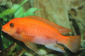 Red Zebra Mbuna 4.5"