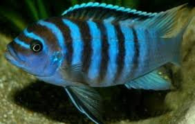Blue Zebra Mbuna 4.5"