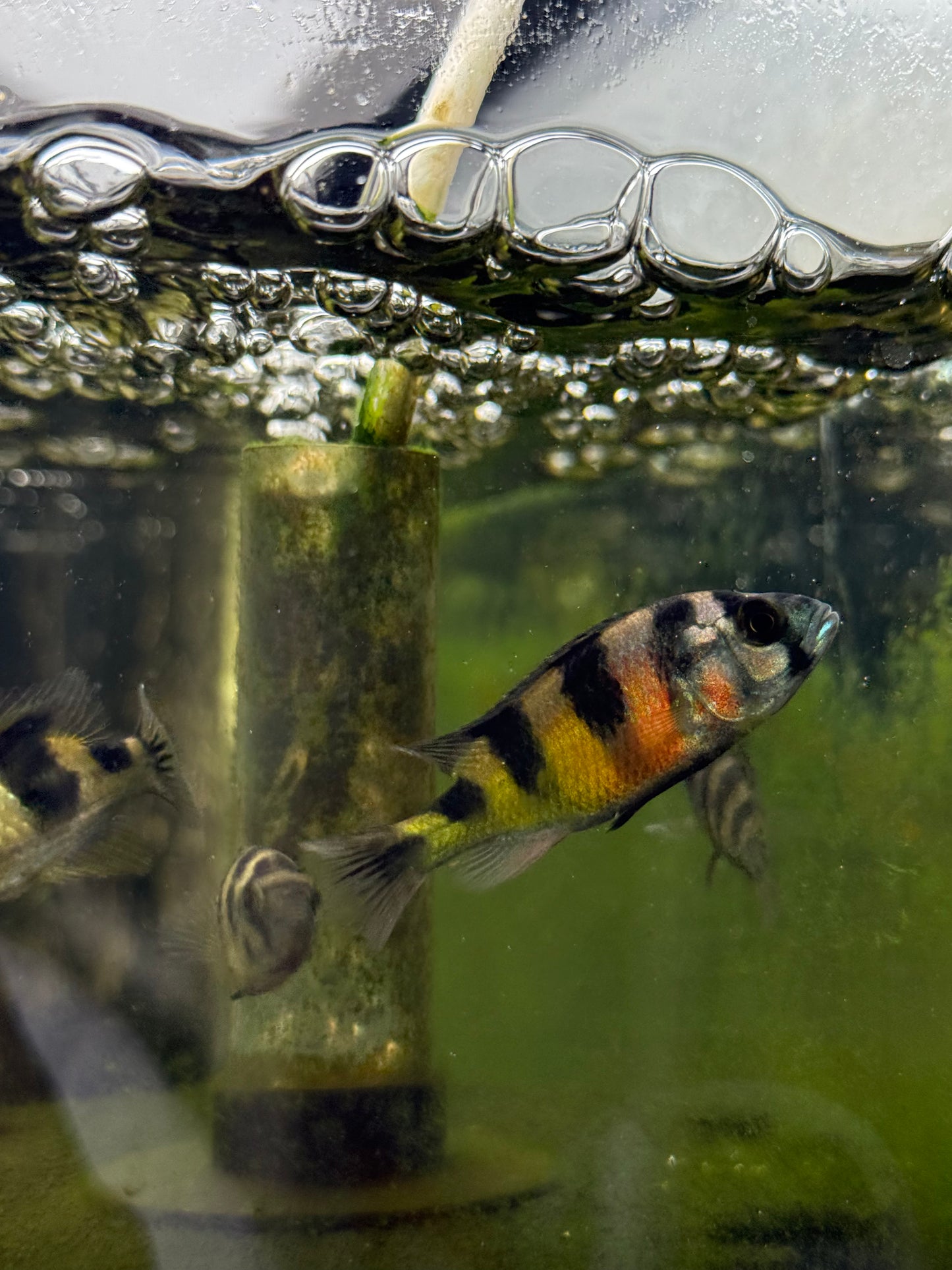 Crimson Tide Cichlid 1.5”