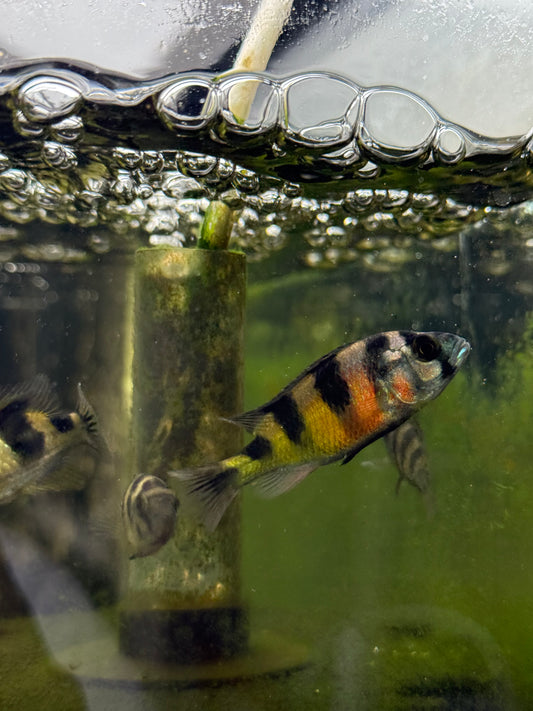 Crimson Tide Cichlid 1.5”