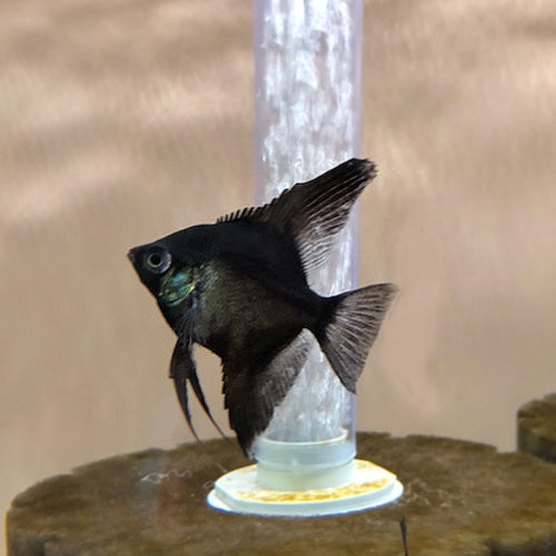 Black Pinoy Paraiba Angelfish