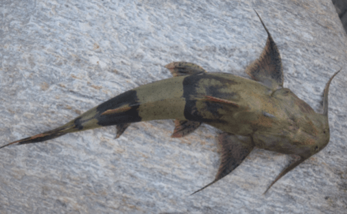 8-10” Goonch Catfish