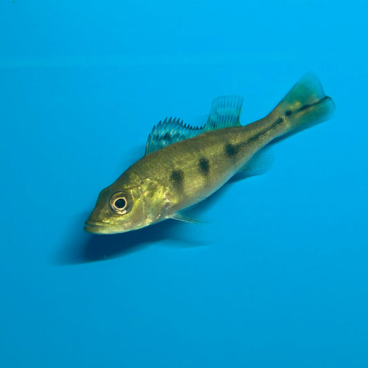 Butterfly Peacock Bass 3”