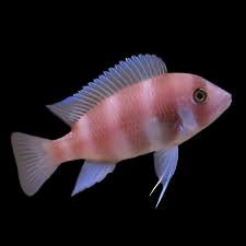 Red Frontosa 1” – Peaceful Freshwater Cichlid for Your Aquarium – Rob's ...