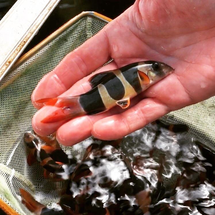 Clown Loach 4”