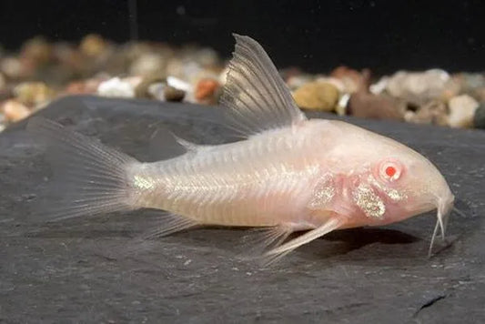 Albino Sterbai Corydoras
