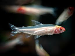 Albino Rummynose Tetra (6 pack)