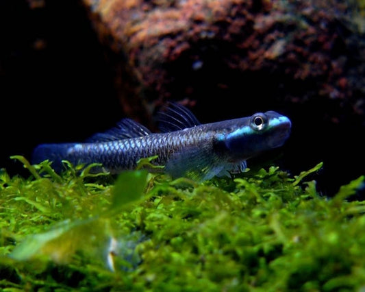 Blue Neon Stiphodon Goby (3 pack)