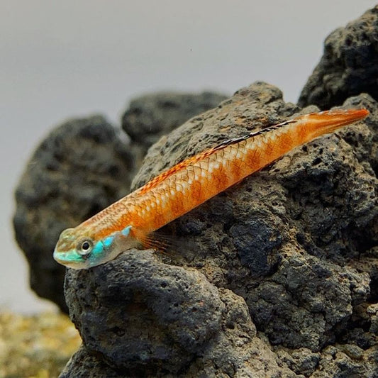 Sumatran Red Goby (3 pack)