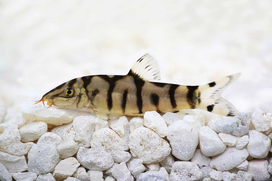 Yo-Yo Loach 3”