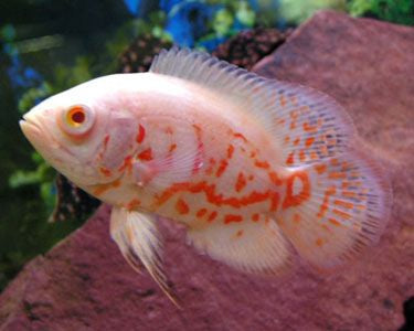 Albino Tiger Oscar 2.5-3”