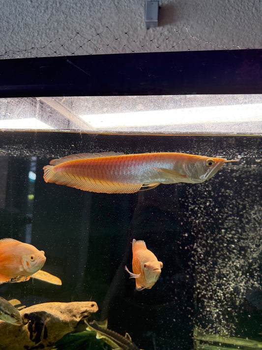 10-12” Albino Banana Arowana