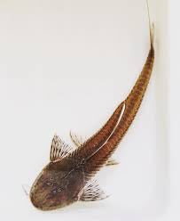 Loricaria Tigre