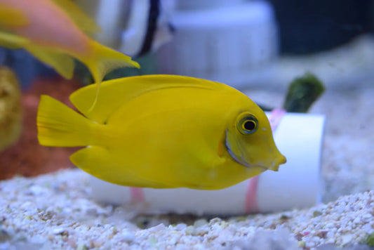 Mimic Tang Small