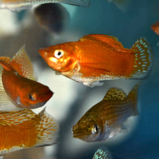 Assorted SALTWATER Mollies