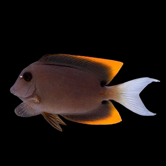 Flame Fin Tomini Tand (Med)