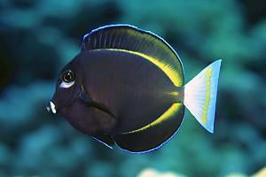 Gold Rim Black Tang 3”