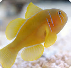 Citrus Clown XXL