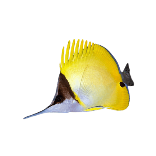 Yellow Long Snout Butterfly 4”