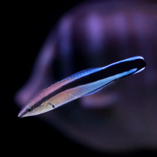 Blue Streak Cleaner Wrasse
