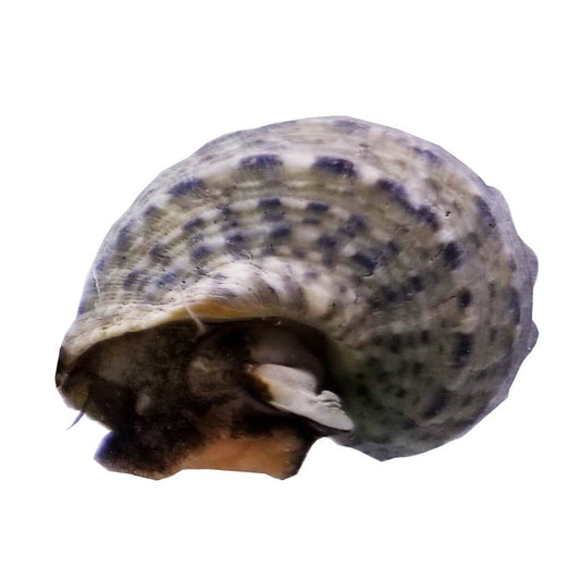 Mexican Turbo Snails LG