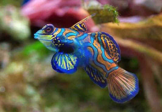 Green Mandarin Goby LG